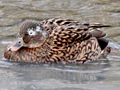Laysan Duck